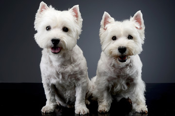 Studio shot of two cute west highland white terrier
