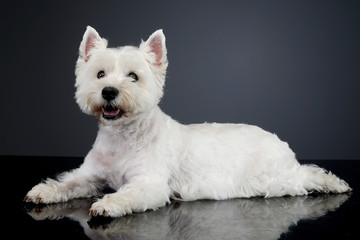 Studio shot of a cute west highland white terrier