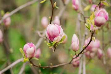 Amazing purple magnolia flowers in the spring season
