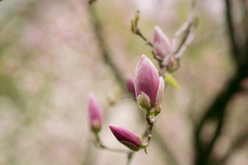 Fototapeta premium Amazing purple magnolia flowers in the spring season