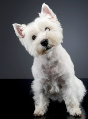 Studio shot of a cute west highland white terrier