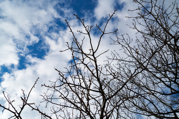 Boughs and sky background