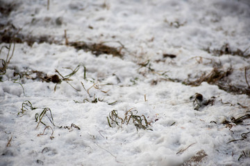 Grass through the snow