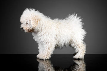 Studio shot of a cute Puli dog
