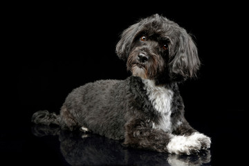Studio shot of an adorable Havanese dog