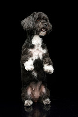 An adorable Havanese dog standing on two legs