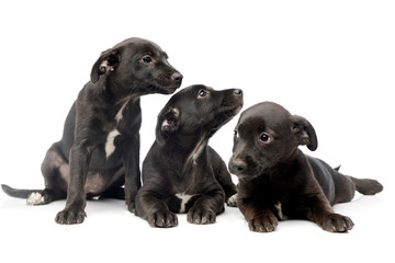 Studio shot of three cute Mixed breed dog puppy
