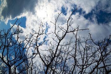 Boughs and sky background