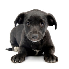 Studio shot of a cute Mixed breed dog puppy