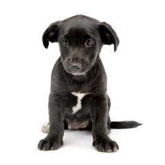 Studio shot of a cute Mixed breed dog puppy