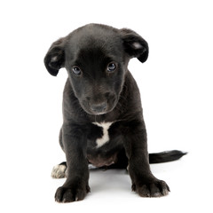 Studio shot of a cute Mixed breed dog puppy