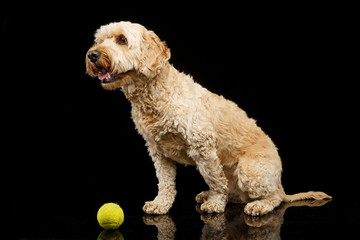 Studio shot of an adorable Lagotto dog