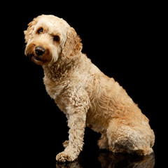 Studio shot of an adorable Lagotto dog