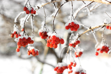 Viburnum In The Snow. Beautiful winter