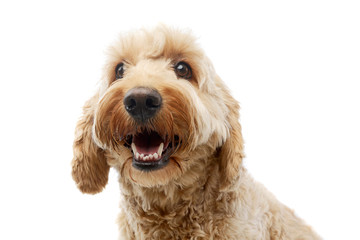 Portrait of an adorable Bolognese dog