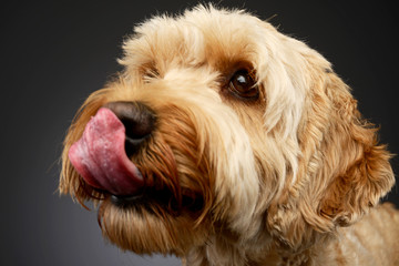 An adorable Bolognese dog licking his lips