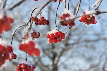 Viburnum In The Snow. Beautiful winter.
