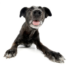 Wide angle shot of an adorable mixed breed dog