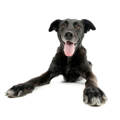 Wide angle shot of an adorable mixed breed dog