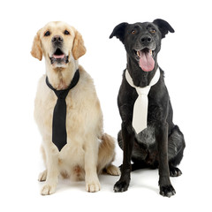 Studio shot of two adorable mixed breed dog wearing a tie