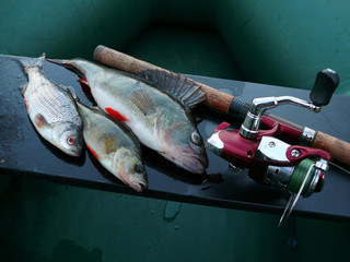 Fish perch caught on spinning