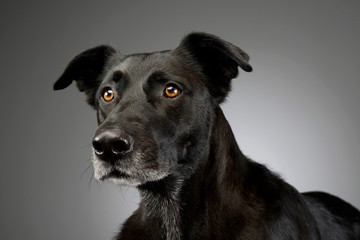 Portrait of an adorable mixed breed dog