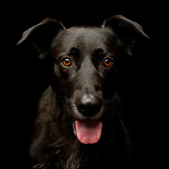 Portrait of an adorable mixed breed dog