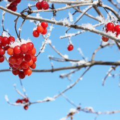 Viburnum In The Snow. Beautiful winter