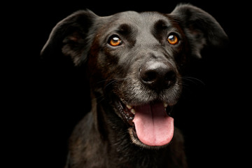 Portrait of an adorable mixed breed dog