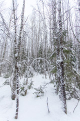 path in the winter forest of Karelia 