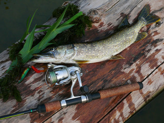 Fish pike caught on spinning