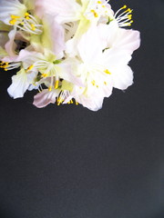 桜・卒業・黒背景