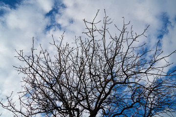 Boughs and sky background