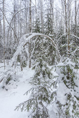 path in the winter forest of Karelia 