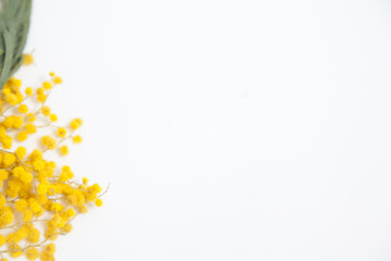 Yellow mimosa branch on white background