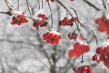 Viburnum In The Snow. Beautiful winter.