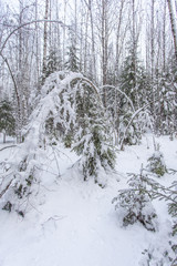 path in the winter forest of Karelia 