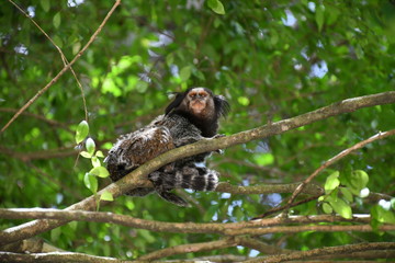 Sagui