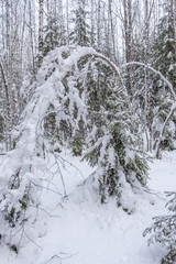 path in the winter forest of Karelia 