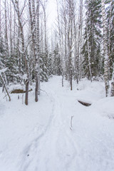 path in the winter forest of Karelia 