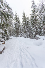 path in the winter forest of Karelia 
