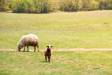 sheep and single lamb on looking on green grass