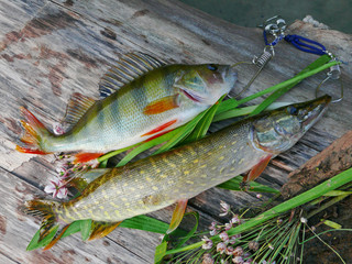 Fishing. Pike and perch caught on spinning