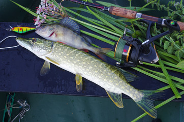 Fishing. Pike and perch caught on spinning