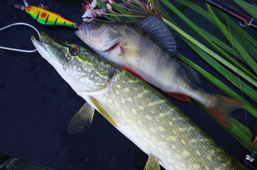 Fishing. Pike and perch caught on spinning
