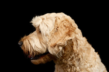 Portrait of an adorable Lagotto dog