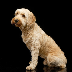 Studio shot of an adorable Lagotto dog