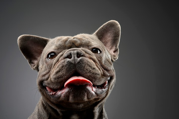 An adorable French bulldog stretching his tongue