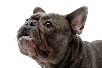 Portrait of an adorable French bulldog