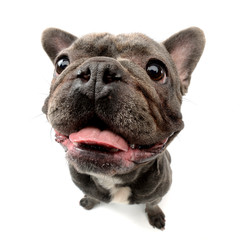 Wide angle shot of an adorable French bulldog